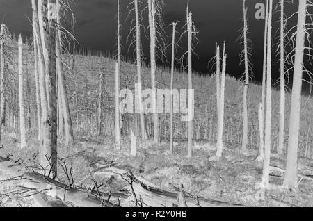 Schwarz und Weiß vertauscht Bild der Nordischen Peak Wald Feuer beschädigte Bäume, Low Angle View, in der Nähe von Mount Rainier National Park auf dem Pacific Crest Trai Stockfoto