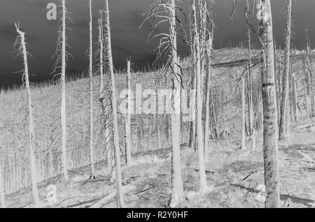 Schwarz und Weiß vertauscht Bild der Nordischen Peak Wald Feuer beschädigte Bäume, Low Angle View, in der Nähe von Mount Rainier National Park auf dem Pacific Crest Trai Stockfoto