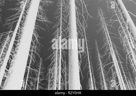 Schwarz und Weiß vertauscht Bild der Nordischen Peak Wald Feuer beschädigte Bäume, Low Angle View, in der Nähe von Mount Rainier National Park auf dem Pacific Crest Trai Stockfoto