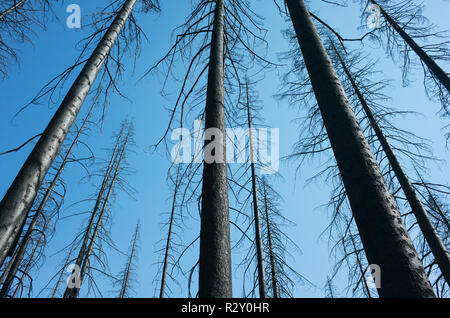 Low Angle View der Nordischen Peak Wald Feuer beschädigte Bäume in der Nähe von Mount Rainier National Park auf dem Pacific Crest Trail. Stockfoto