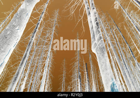 Schwarz und Weiß vertauscht Bild der Nordischen Peak Wald Feuer beschädigte Bäume, Low Angle View, in der Nähe von Mount Rainier National Park auf dem Pacific Crest Trai Stockfoto