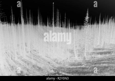 Schwarz und Weiß vertauscht Bild der Nordischen Peak Wald Feuer beschädigte Bäume, in der Nähe von Mount Rainier National Park Stockfoto