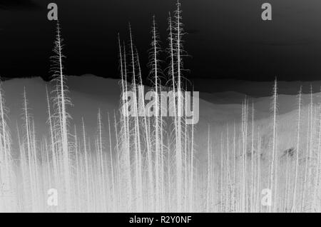 Schwarz und Weiß vertauscht Bild der Nordischen Peak Wald Feuer beschädigte Bäume, in der Nähe von Mount Rainier National Park Stockfoto