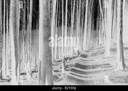 Schwarz und Weiß vertauscht Bild der Nordischen Peak Wald Feuer beschädigte Bäume, in der Nähe von Mount Rainier National Park Stockfoto