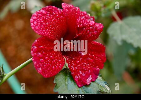 Ein Hibiskus Blume in die Regentropfen fallen nach der morgendlichen Dusche, verwendet rosa Jamaika oder Flor de Rosa ein Getränk beliebt in Mittelamerika zu machen Stockfoto