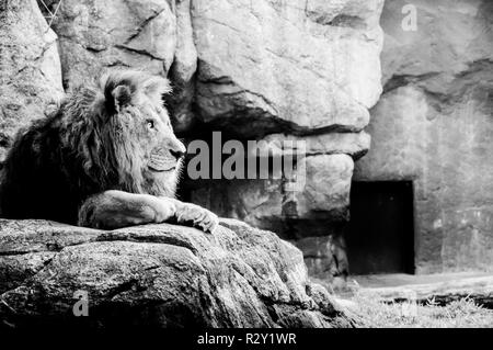 Ein männlicher Löwe in Schwarz und Weiß Stockfoto