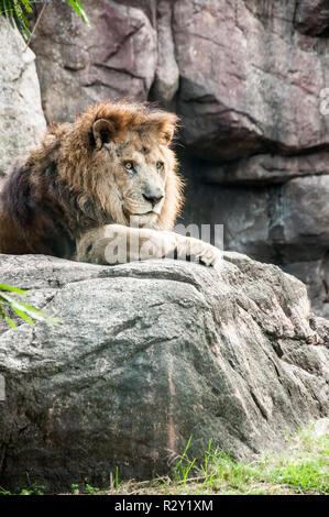 Ein anstarren Lion im Rahmen der nachmittäglichen Sonne Stockfoto