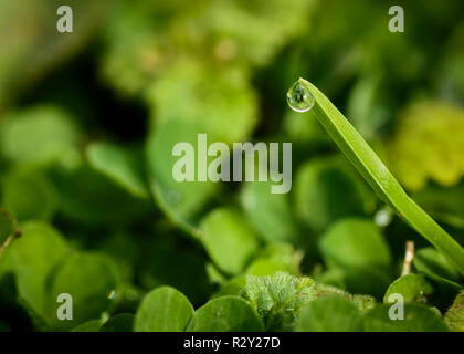 Nahaufnahme Makroaufnahme eines Tau auf den Tipp von Gras Blatt auf den Boden fallen. Stockfoto