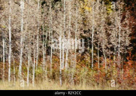 Verschwommene Bewegung, ein Wald von Aspen Bäume im Herbst, gerade weiße Baumstämme, abstrakt. Stockfoto