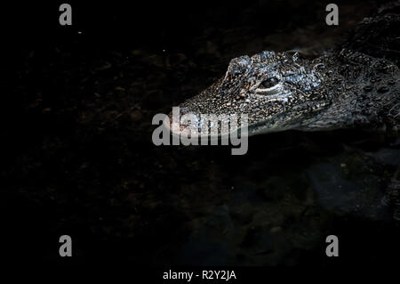 Krokodil Nahaufnahme auf dem Wasser schwimmend Oberfläche Stockfoto