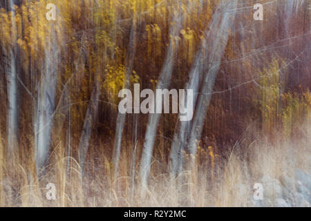 Verschwommene Bewegung, ein Wald von Aspen Bäume im Herbst, gerade weiße Baumstämme, abstrakt. Stockfoto