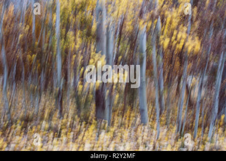 Verschwommene Bewegung, ein Wald von Aspen Bäume im Herbst, gerade weiße Baumstämme, abstrakt. Stockfoto