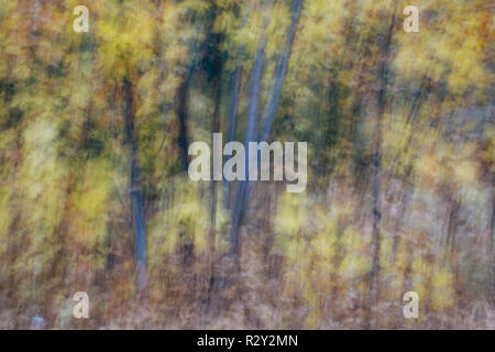 Verschwommene Bewegung, ein Wald von Aspen Bäume im Herbst, gerade weiße Baumstämme, abstrakt. Stockfoto