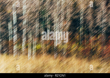 Verschwommene Bewegung, ein Wald von Aspen Bäume im Herbst, gerade weiße Baumstämme, abstrakt. Stockfoto