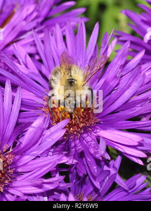 Hummel auf Aster 1. Stockfoto