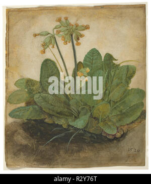 Büschel von Cowslips. Stand: 1526. Maße: gesamt: 19,3 x 16,8 cm (7 5/8 x 6 5/8 in.). Medium: Gouache auf Pergament. Museum: Nationalgalerie, Washington DC. Thema: Dürer, Albrecht. ALBRECHT DÜRER. Stockfoto