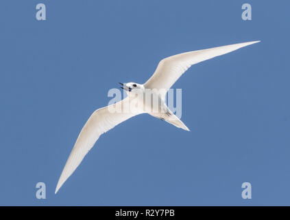 White tern nach im Flug über Cousin Island, Seychellen Stockfoto