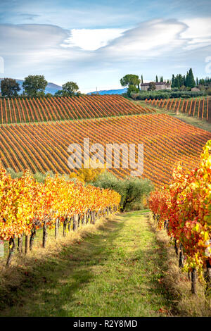 Sagrantino Wein Weinberge im Herbst, Montefalco, Umbrien, Italien Stockfoto