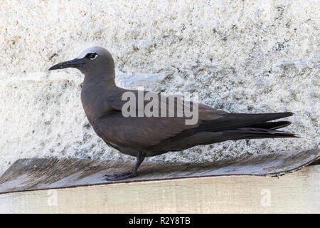 Weniger noddy Anous tenuirostris, Cousin Island, Seychellen Stockfoto