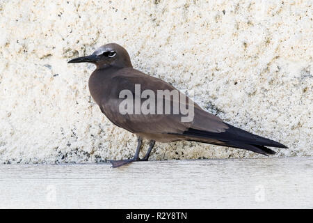 Weniger noddy Anous tenuirostris, Cousin Island, Seychellen Stockfoto