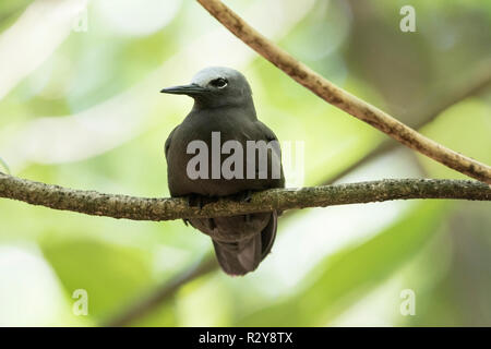 Weniger noddy Anous tenuirostris, Cousin Island, Seychellen Stockfoto