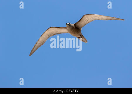 Weniger noddy Anous tenuirostris, Cousin Island, Seychellen Stockfoto