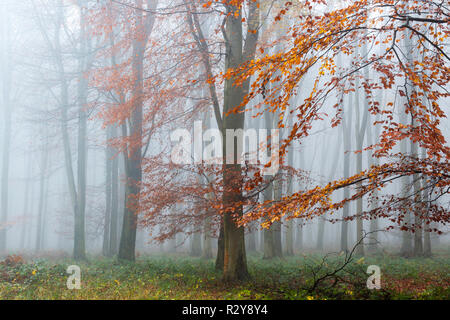 Misty King's Holz am Nachmittag im November. Challock, Ashford, Kent, Großbritannien. Bunte Blätter auf der Buche. Stockfoto