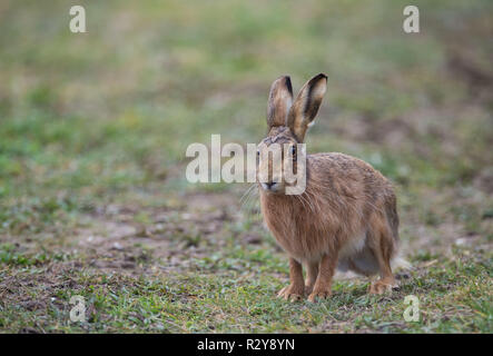 Feldhase, Norfolk Stockfoto