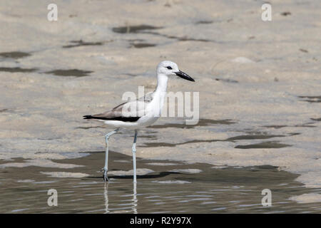 Crab plover Dromas ardeola Jugendlicher, die in der Mündung auf den Seychellen, Indischer Ozean Stockfoto