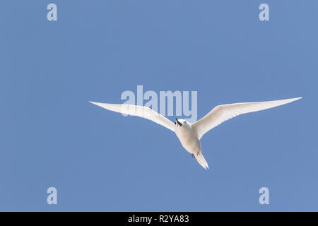 White tern nach im Flug über Cousin Island, Seychellen Stockfoto