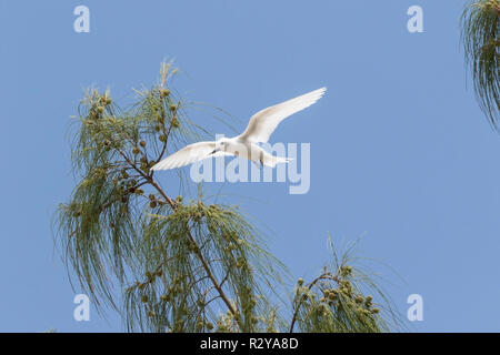 White tern nach im Flug über Cousin Island, Seychellen Stockfoto