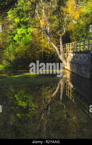 Herbst reflektiert Baum im Stadtzentrum von Angers, Frankreich Stockfoto