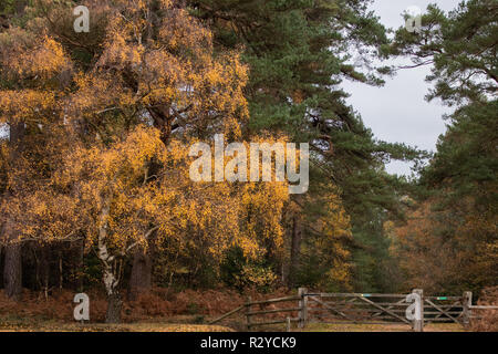 Eine englische Wald mit Farben des Herbstes und eine alte hölzerne Tor im Vordergrund. Stockfoto