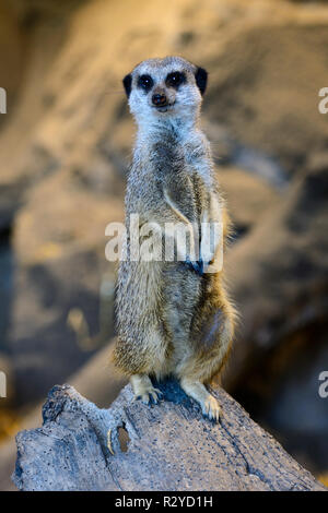 Erdmännchen (Suricata suricatta) auf Wache im Zoo von Edinburgh, Schottland, Großbritannien Stockfoto