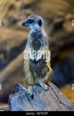 Erdmännchen (Suricata suricatta) auf Wache im Zoo von Edinburgh, Schottland, Großbritannien Stockfoto