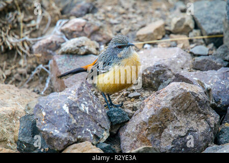 Drakensberge Rockjumper Chaetops aurantius Sani Pass, Südafrika, 31. August 2018 erwachsene Frau Chaetopidae Stockfoto