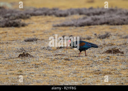 Südliche kahlen Ibis Geronticus calvus Sani Pass, Lesotho, 31. August 2018 Nach Threskiornithidae Stockfoto