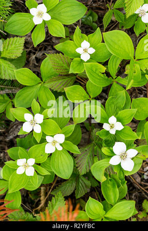 Craccurberry, Cornus canadensis, wild wachsenden in Neufundland, Kanada. Stockfoto