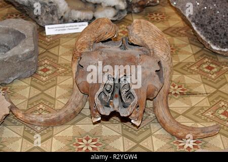 Mammut Schädel IM MUSEUM IN MIRNY, Sibirien, Russland. Stockfoto