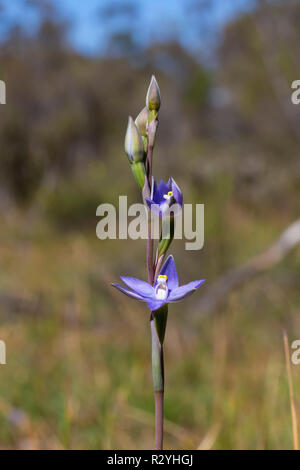 Plain Sun Orchid (Thelymitra nuda) Stockfoto