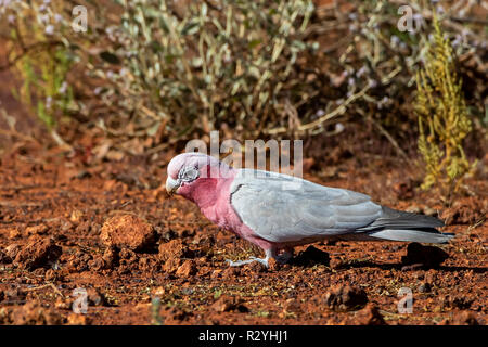 Galah (Eolophus roseicapilla roseicapilla) Race''. Auch als rosa und grauen Kakadu bekannt Stockfoto