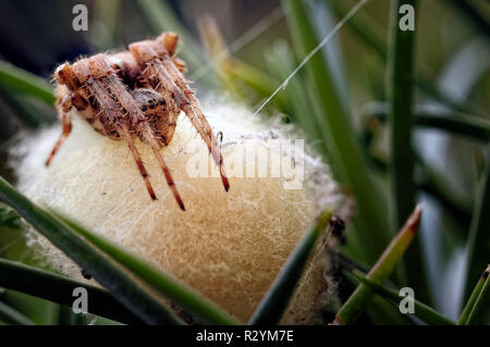Ein Foto, eine gemeinsame Gartenkreuzspinne (Araneus diadematus) ihr Schutz vor kurzem gelegten Eier. Stockfoto