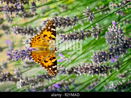 Das ist ein Bild für die Distelfalter Schmetterling, Vanessa (Cynthia cardui) oder einfach Vanessa cardui, Fütterung (nectaring) auf Lavendel. In Amerika ist es k Stockfoto