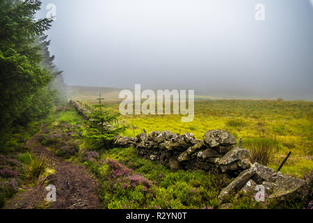 Schmale Wanderweg durch Misty Nadelwald und Heather Blumen in Schottland Stockfoto