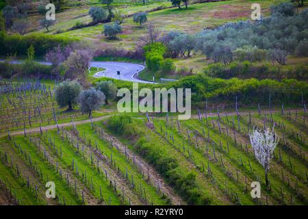 Leere Straße durch die Weinberge in der Toskana Stockfoto