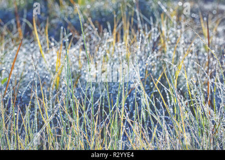 Herbst Gras mit Raureif bedeckt und Gegenlicht der Sonne. Ungesättigte Farbe und Ton als Hintergrundbild zu verwenden Stockfoto