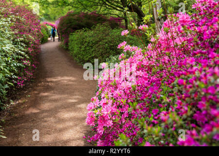 Isabella Plantation ist eine bunte, ruhigen, abgeschiedenen Woodland Garden in Richmond, Surrey, England Stockfoto