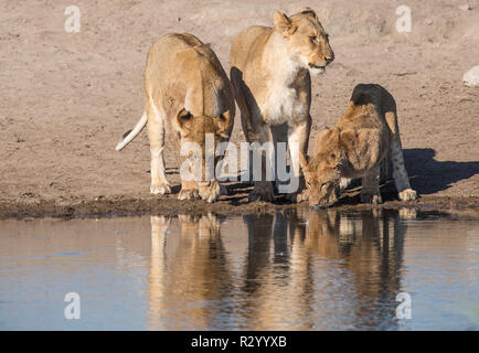 Drei Löwen Trinken an einem Wasserloch Stockfoto