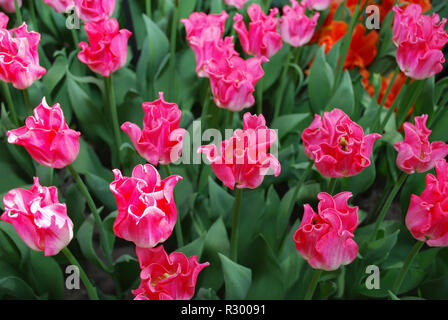 Tulip Krone der Dynastie (Triumph Gruppe) im Park gewachsen. Frühling in den Niederlanden. Stockfoto