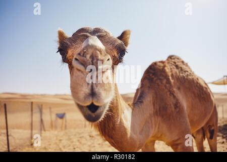 Nahaufnahme eines neugierigen Kamel gegen Sand Dünen der Wüste, Sultanat von Oman. Stockfoto
